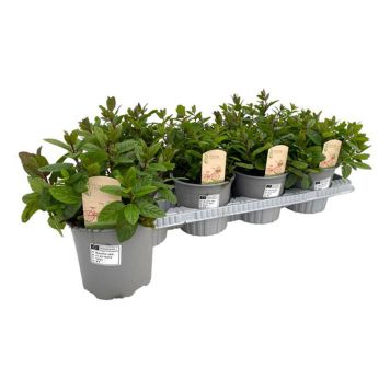 MAROCKANSK MYNTA KRUKA 14CM 