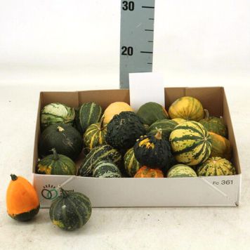 PRYDNADSPUMPA MAYA OLIKA FÄRGER