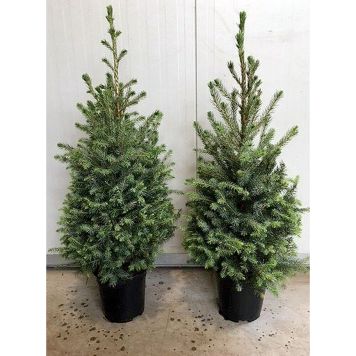 SERBGRAN KRUKA 80-100CM