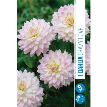 VÅRLÖK DAHLIA CRAZY LOVE 1ST