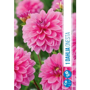 VÅRLÖK DAHLIA ONESTA 1ST