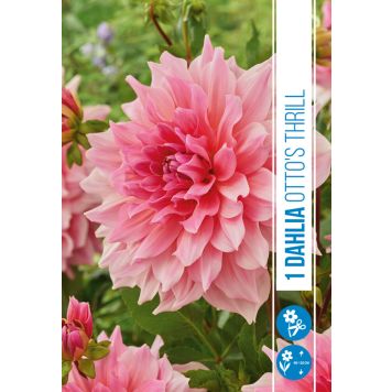 VÅRLÖK DAHLIA OTTO'S THRILL 1ST