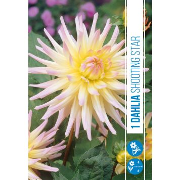 VÅRLÖK DAHLIA SHOOTING STAR 1ST