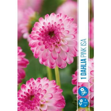 VÅRLÖK DAHLIA PINK ISA 1ST