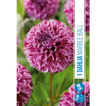 VÅRLÖK DAHLIA MARBLE BALL 1ST