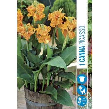 BLOMFRÖ CANNA PICASSO PRO GARDEN