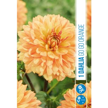 VÅRLÖK DAHLIA GO GO ORANGE 1ST
