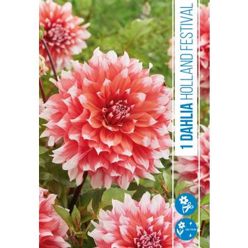 VÅRLÖK DAHLIA HOLLAND FESTIVAL 1ST