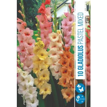 VÅRLÖK GLADIOLUS PASTEL 1ST