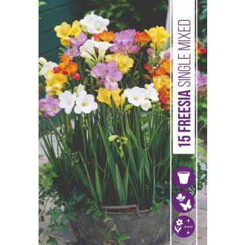 VÅRLÖK FRESIA MIX 15ST