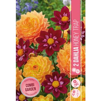VÅRLÖK DAHLIA HONEY TRAP 1ST