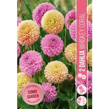 VÅRLÖK DAHLIA WHISKEY CORAL 1ST