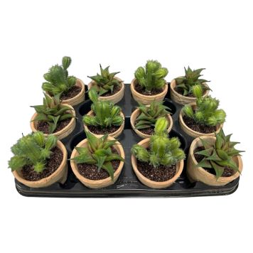 KONSTVÄXT EMERALD SUCKULENT MIX GRÖN 13CM               