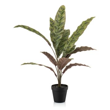 KONSTVÄXT EMERALD CALATHEA 60CM