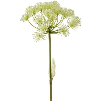 HODWEED EMERALD HERACLEUM VIT 78CM                         