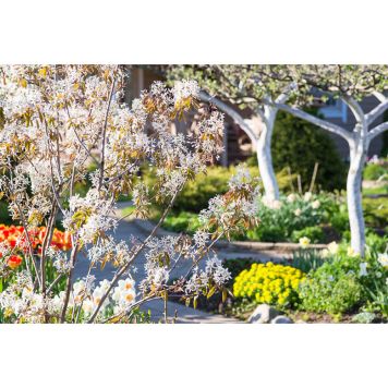 HÄCK PRAKTHÄGGMISPEL 50-80CM BARROT