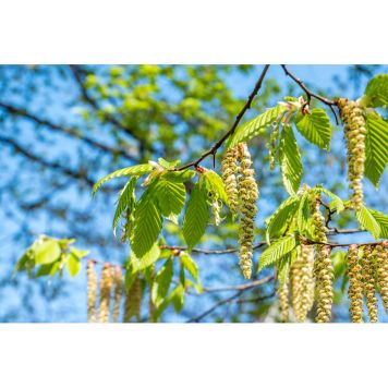 HÄCK VÅRTBJÖRK 60-100CM BARROT