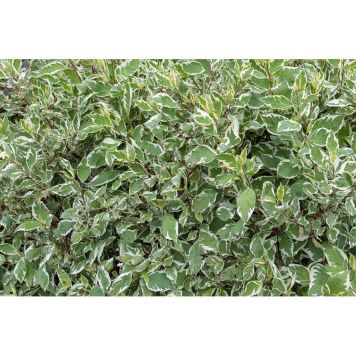 HÄCK KORALLKORNELL 50-80CM BARROT