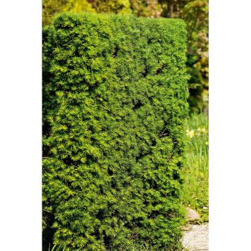 HÄCK JAPANSK LÄRK 50-80CM BARROT