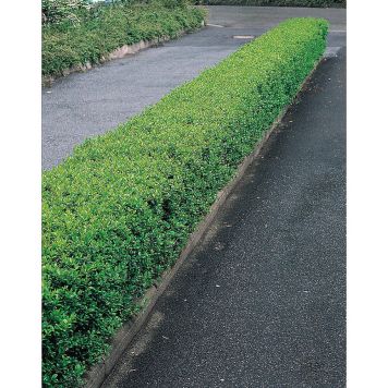 HÄCK DVÄRGLIGUSTER 20-40CM BARROT