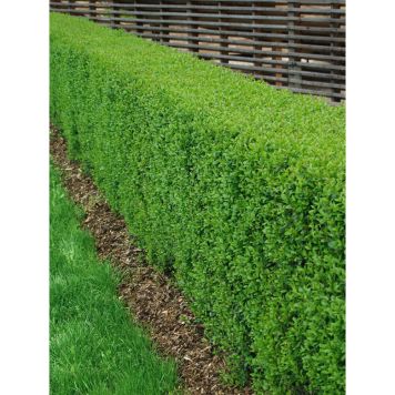 HÄCK VINTERLIGUSTER LIGA 30-50CM 200-PACK BARROT