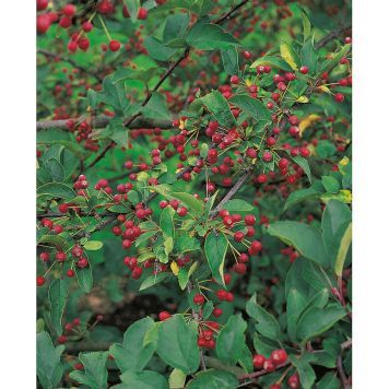 HÄCK BUKETTAPEL 30-50CM BARROT