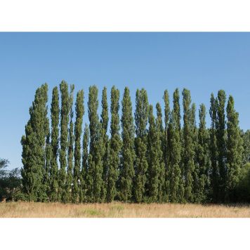 HÄCK ITALIENSK PELARPOPPEL 60-100CM BARROT