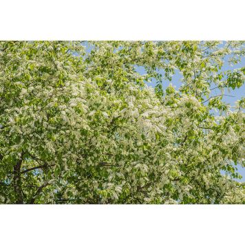 HÄCK HÄGG 50-80CM BARROT