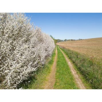 HÄCK SLÅN 50-80CM BARROT