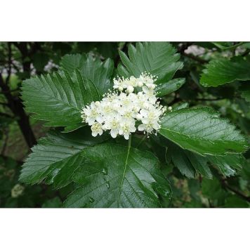 HÄCK HÄCKOXEL 50-80CM BARROT