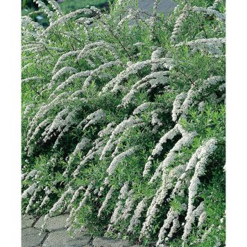 HÄCK NORSKSPIREA GREFSHEIM 30-50CM BARROT