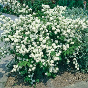 HÄCK DOFTSCHERSMIN GOLIAT 80-100CM BARROT