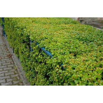 HÄCK MÅBÄR SCHMIDT GOLIAT 50-70CM 4-5 GRENAR BARROT