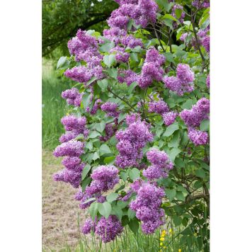 HÄCK SYRÉN GOLIAT 50-80CM 2-4 GRENAR BARROT