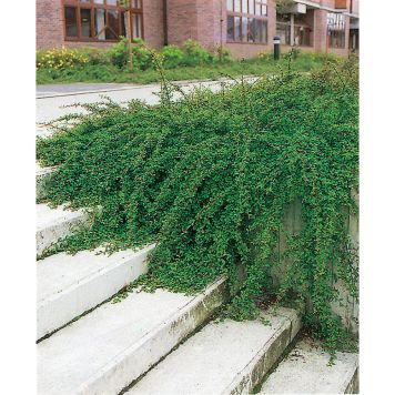 BUSKE SKOGHOLMSOXBÄR 10-20CM KRUKODLAD