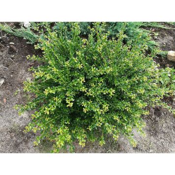 BUSKE JAPANSK JÄRNEK CONVEXA 10-20CM KRUKODLAD