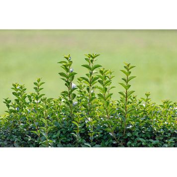 HÄCK BREDBLADIG LIGUSTER 30-40CM KRUKODLAD