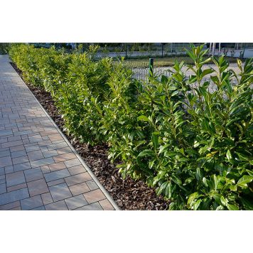 BUSKE LAGERHÄGG NOVITA 20-40CM KRUKODLAD