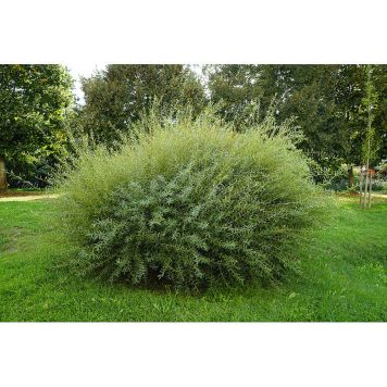 BUSKE LITET RÖDVIDE NANA 20-40CM KRUKODLAD