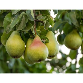 PÄRONTRÄD CAROLA PBR E 150-200CM MED UPPBINDNINGSKIT