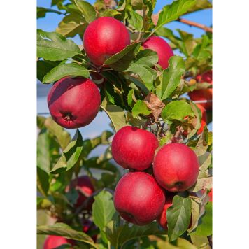 ÄPPELTRÄD KATJA E MED UPPBINDNINGSKIT 150-250CM