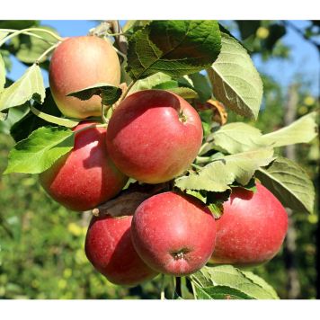 ÄPPELTRÄD LOVISA E 150-250CM