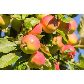 ÄPPELTRÄD MANTET 150-250CM MED UPPBINDNINGSKIT