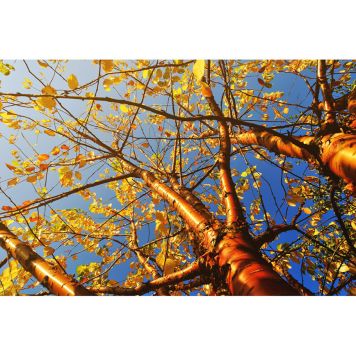 PRYDNADSTRÄD NÄVERHÄGG 'AMBER BEAUTY' 400CM BARROT