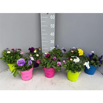 TUSENSKÖNA BELLIS KRUKA 19CM