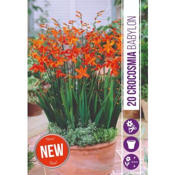 VÅRLÖK CROCOSMIA BABYLON 20ST