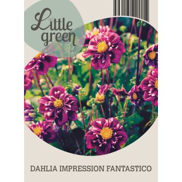 VÅRLÖK DAHLIA IMPRESSION FANTASTICO 1ST