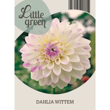 VÅRLÖK DAHLIA WITTEM 1ST