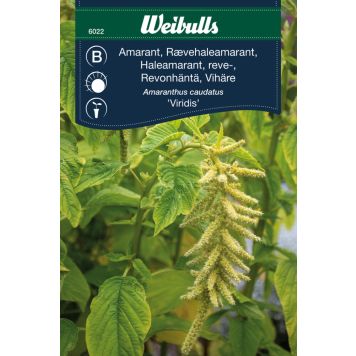 BLOMFRÖ WEIBULLS AMARANT VIRIDIS