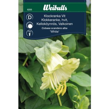 BLOMFRÖ WEIBULLS KLOCKRANKA WHITE